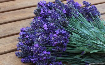 CK Turancar, Jednodňový autobusový poznávací zájazd, Balaton a Tihany