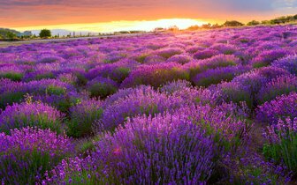 CK Turancar, Jednodňový autobusový poznávací zájazd, Balaton a Tihany