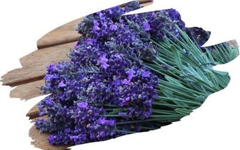 CK Turancar, Jednodňový autobusový poznávací zájazd, Balaton a Tihany