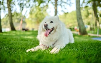 Apartmány Polynesia - priateľský ku zvieratám - autobusový zájazd CK Turancar - Chorvátsko, Istria, Umag, Katoro