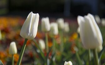 Poznávacie zájazdy CK Turancar, Česká Republika, Flora Olomouc a Kroměříž, Flora Olomouc
