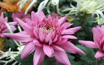 CK Turancar, Jednodňový autobusový poznávací zájazd, Výstava kvetov a záhrad v Tullne