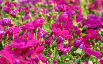 CK Turancar, Jednodňový autobusový poznávací zájazd, Výstava kvetov a záhrad v Tullne