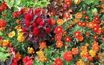 CK Turancar, Jednodňový autobusový poznávací zájazd, Výstava kvetov a záhrad v Tullne