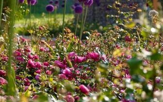 CK Turancar, Jednodňový autobusový poznávací zájazd, Výstava kvetov a záhrad v Tullne