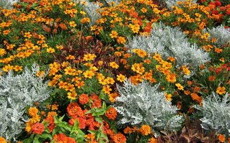 CK Turancar, Jednodňový autobusový poznávací zájazd, Výstava kvetov a záhrad v Tullne