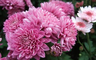 CK Turancar, Jednodňový autobusový poznávací zájazd, Výstava kvetov a záhrad v Tullne