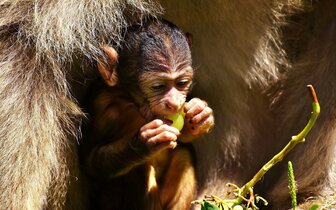 Autobusové poznávacie zájazdy CK Turancar, Česká republika, ZOO Zlín a zámok Lešná