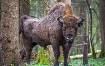 Autobusové poznávacie zájazdy CK Turancar, Poľsko - farebná cesta na sever, Bialowieza