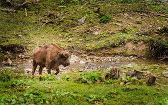 Autobusové poznávacie zájazdy CK Turancar, Poľsko - farebná cesta na sever, Bialowieza