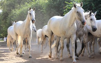 CK Turancar, autobusový poznávací zájazd, Česká Republika, České pamiatky UNESCO, Kladruby nad Labem - kladrubské kone CK Turancar, autobusový poznávací zájazd, Česká Republika, České pamiatky UNESCO, Kladruby nad Labem - kladrubské kone