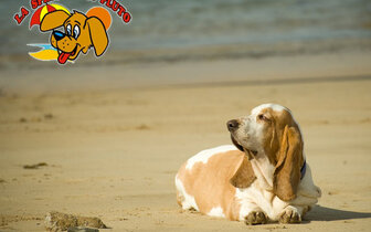 Apartmány Clizia v BIBIONE, dovolenka v Taliansku autobusom alebo autom cez CK TURANCAR