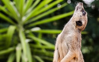 CK Turancar, autobusový poznávací zájazd, Safari park Dvor Králové a pravé české peklo, Safari park CK Turancar, autobusový poznávací zájazd, Safari park Dvor Králové a pravé české peklo, Safari park