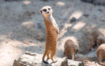 CK Turancar, autobusový poznávací zájazd, Safari park Dvor Králové a pravé české peklo CK Turancar, autobusový poznávací zájazd, Safari park Dvor Králové a pravé české peklo