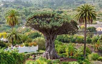 CK Turancar, Letecký poznávací zájazd, Španielsko, Tenerife - sopečný skvost Atlantiku, Icod de los vinos CK Turancar, Letecký poznávací zájazd, Španielsko, Tenerife - sopečný skvost Atlantiku, Icod de los vinos