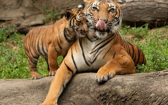 CK Turancar, autobusový poznávací zájazd, Legoland a ZOO Hellabrunn, zoologická záhrada
