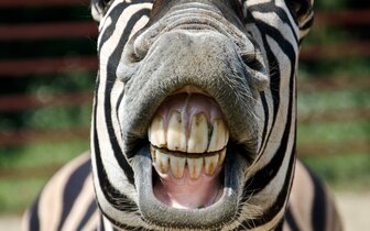 CK Turancar, autobusový poznávací zájazd, Legoland a ZOO Hellabrunn, zoologická záhrada