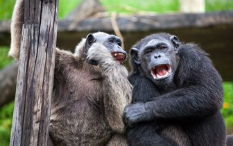 CK Turancar, autobusový poznávací zájazd, Legoland a ZOO Hellabrunn, zoologická záhrada