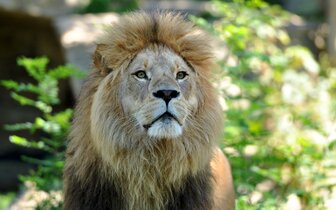 CK Turancar, autobusový poznávací zájazd, Legoland a ZOO Hellabrunn, zoologická záhrada