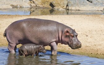 CK Turancar, autobusový poznávací zájazd, Legoland a ZOO Hellabrunn, zoologická záhrada