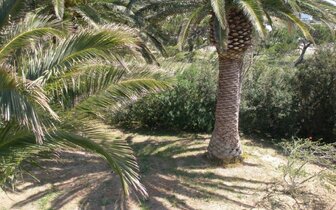 Avra Palm Hotel - záhrada - letecký zájazd CK Turancar - Kréta, Koutsounari