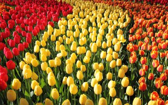 CK Turancar, Letecký poznávací zájazd, Holandská tulipánová cesta, Keukenhof CK Turancar, Letecký poznávací zájazd, Holandská tulipánová cesta, Keukenhof