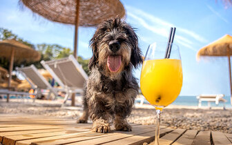 Apartmány Lanterna Resort - autobusový zájazd CK Turancar - Chorvátsko, Istria, Poreč