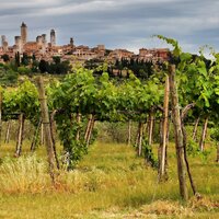CK Turancar, autobusový poznávací zájazd, Vínna cesta po Toskánsku, San Gimignano, vinice