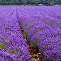 Autobusový poznávací zájazd Francúzsko Provence