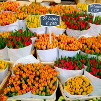 CK Turancar, Letecký poznávací zájazd, Amsterdam, kvetinový trh