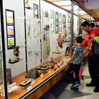 Expozícia tatranskej prírody, Múzeum TANAPu - Vysoké Tatry a severný Spiš - Autobusový poznávací zájazd - Zdroj: Štátne lesy TANAPu 