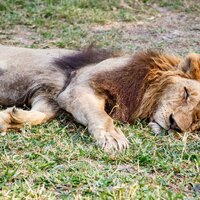 CK Turancar, autobusový poznávací zájazd, Safari park Dvor Králové a pravé české peklo