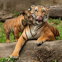 CK Turancar, autobusový poznávací zájazd, Legoland a ZOO Hellabrunn, zoologická záhrada