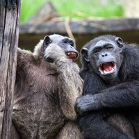 CK Turancar, autobusový poznávací zájazd, Legoland a ZOO Hellabrunn, zoologická záhrada