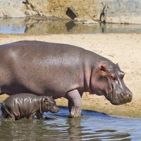 CK Turancar, autobusový poznávací zájazd, Legoland a ZOO Hellabrunn, zoologická záhrada