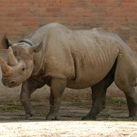 CK Turancar, autobusový poznávací zájazd, Česká republika, Adršpašské skaly a okolie, Dvur Kralové - Safari ZOO