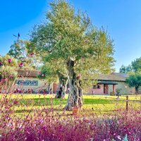 Hotel Messonghi Beach - letecký zájazd CK Turancar - Korfu, Messonghi