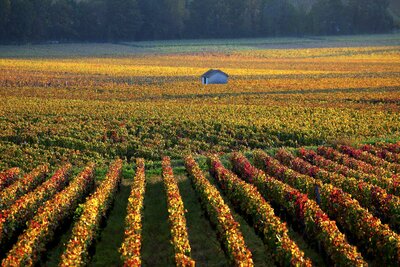 CK Turancar, autobusový poznávací zájazd, Francúzska vínna cesta, vinice