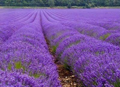 Autobusový poznávací zájazd Francúzsko Provence