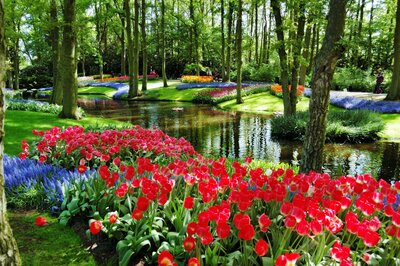 CK Turancar, autobusový poznávací zájazd, Kvetinové Holandsko a Belgicko, Keukenhof, tulipány