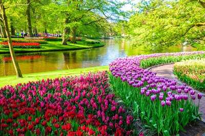 CK Turancar, autobusový poznávací zájazd, Kvetinové Holandsko a Belgicko, Keukenhof, kvetinové záhony