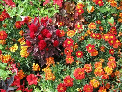 CK Turancar - Jednodňový poznávací zájazd - Výstava kvetov a záhrad v Tullne