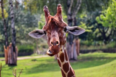 CK Turancar, autobusový poznávací zájazd, Safari park Dvor Králové a pravé české peklo, Safari park