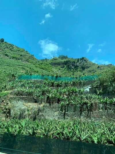 CK Turancar, Letecký poznávací zájazd, Portugalsko, Madeira, banánové plantáže