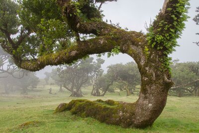 CK Turancar, Letecký poznávací zájazd, Portugalsko, Madeira