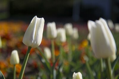 Poznávacie zájazdy CK Turancar, Česká Republika, Flora Olomouc a Kroměříž, Flora Olomouc