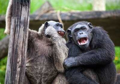 CK Turancar, autobusový poznávací zájazd, Legoland a ZOO Hellabrunn, zoologická záhrada