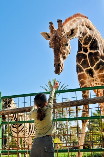 CK Turancar, autobusový poznávací zájazd, Legoland a ZOO Hellabrunn, zoologická záhrada