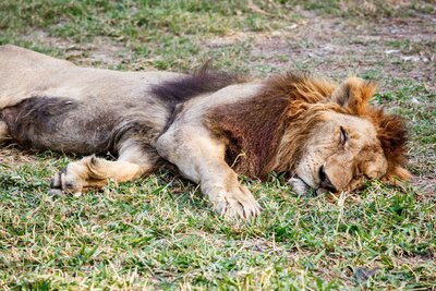 CK Turancar, autobusový poznávací zájazd, Česká republika, Adršpašské skaly a okolie, Dvur Kralové - Safari ZOO