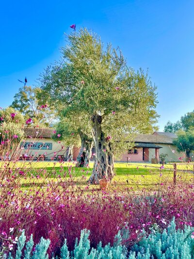 Hotel Messonghi Beach - letecký zájazd CK Turancar - Korfu, Messonghi